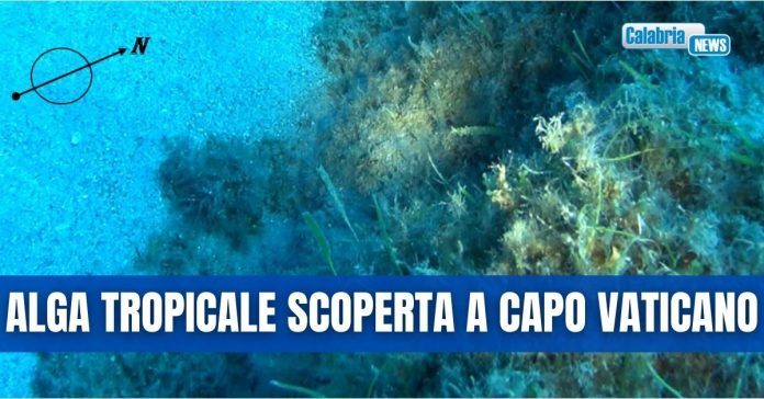 alga tropicale Capo Vaticano