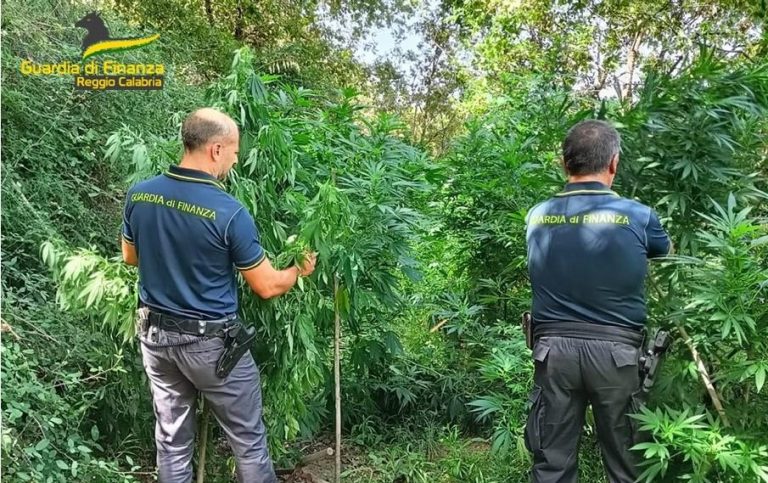 VIDEO- Piantagione di cannabis su terreno confiscato: un arresto nel Reggino ad opera della GdF