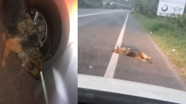 Trovato in fin di vita il cane abbandonato ieri dal padrone a Lamezia