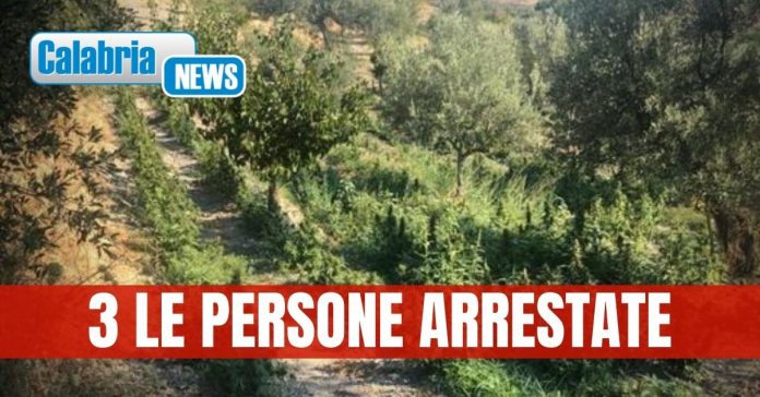 Arresto Consigliere Comunale per droga