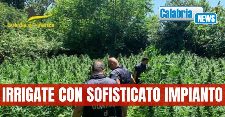 Sequestro canapa indiana a Lamezia Terme