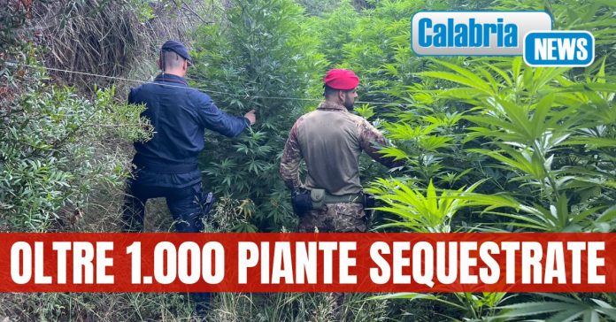 Sequestro cannabis Catanzaro