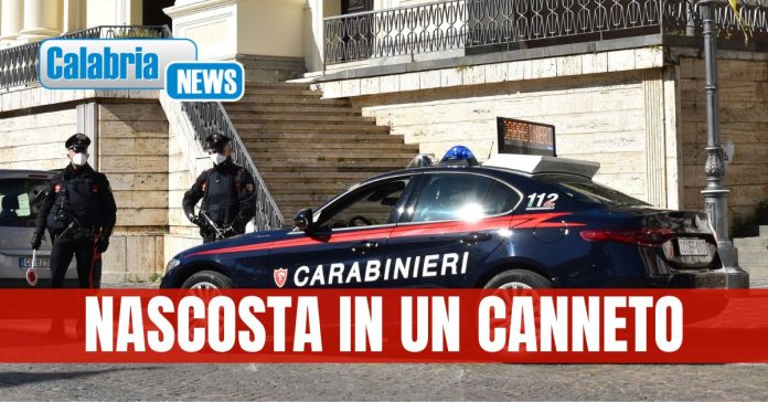 Cannabis rinvenuta a Lamezia Terme