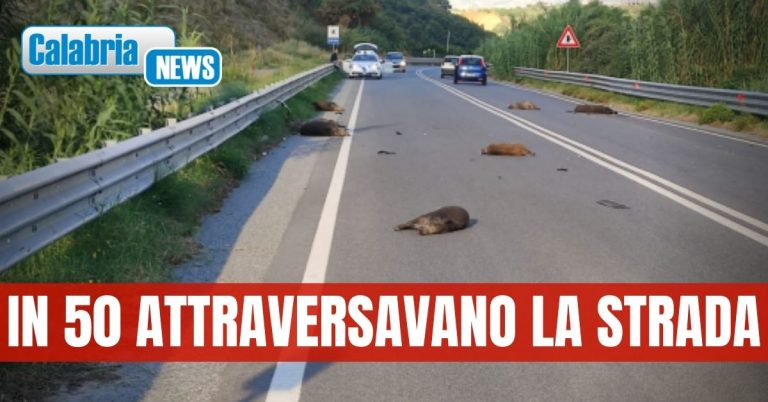 Incidente con branco di cinghiali su strada a scorrimento veloce: 9 esemplari morti