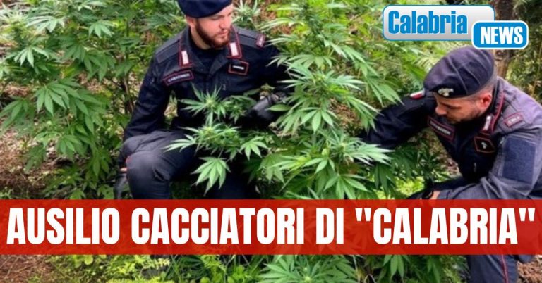 Operazione dei carabinieri della Compagnia di Palmi: piantagioni di cannabis e armi trovate nel reggino
