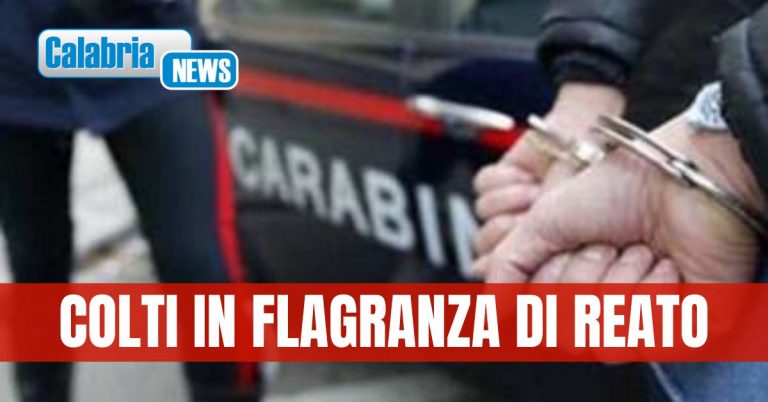 Madre e figlio arrestati nel Cosentino: sorpresi a coltivare piantagione di marijuana