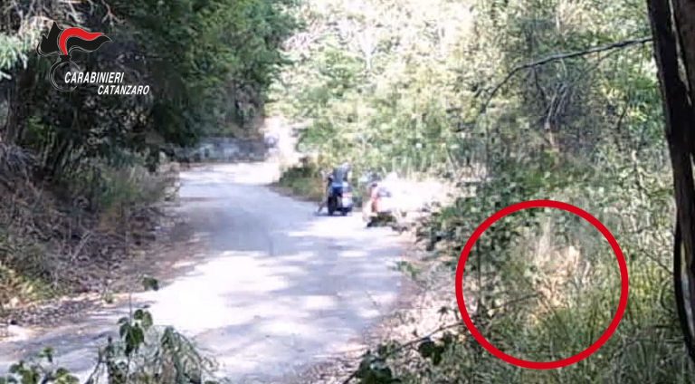 VIDEO-Misure cautelari per due giovani: avrebbero causato l’incendio che ha danneggiato bosco a Pianopoli