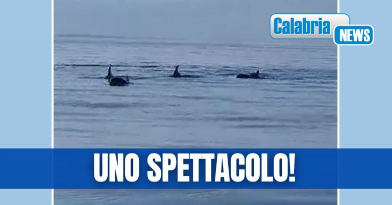 VIDEO-L’ottobrata calabrese regala la danza dei delfini nel mare di Trebisacce