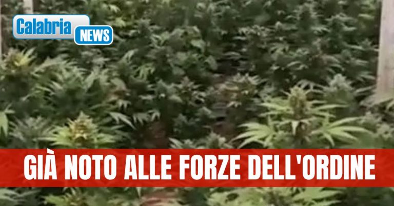 Coltivazione di marijuana in casa: arrestato un 28enne nel Cosentino