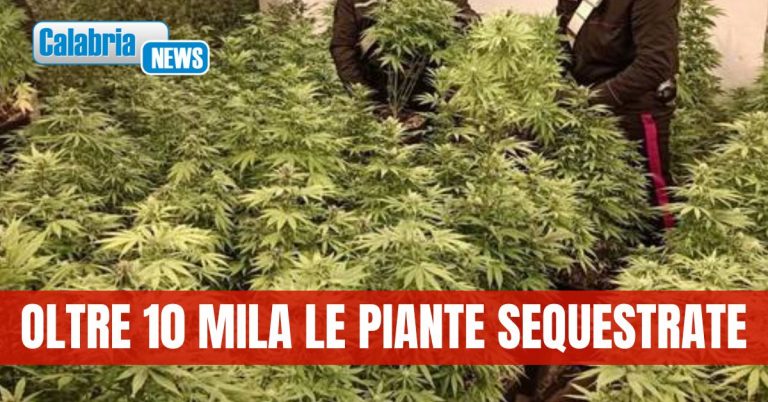 Controlli serrati anti-droga nel Reggino