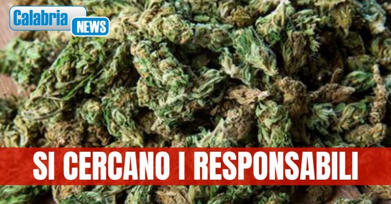 Isola di Capo Rizzuto: rinvenuti oltre 6 kg di Marijuana