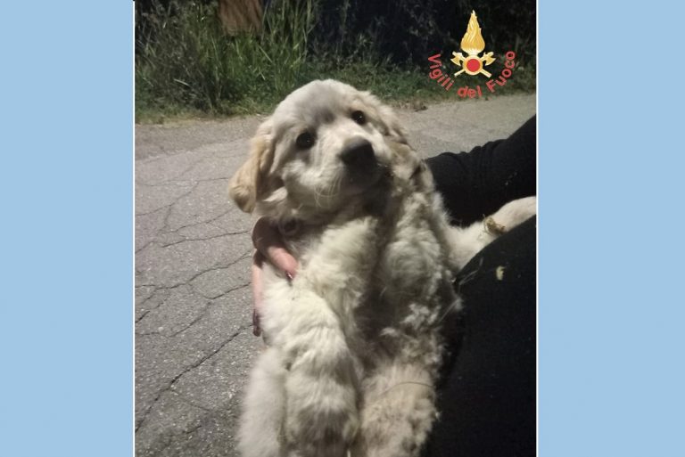 Cagnolino caduto in una scarpata da giorni salvato dai Vigili del fuoco a Catanzaro