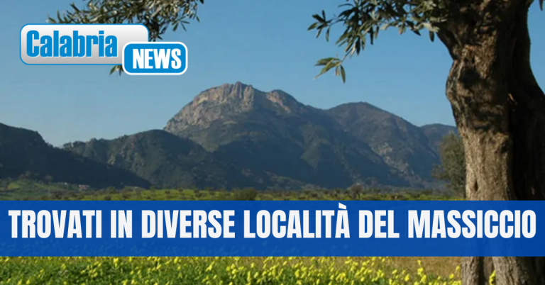 Entomologi dell’Università Mediterranea di Reggio scoprono in Aspromonte una nuova specie di coleottero