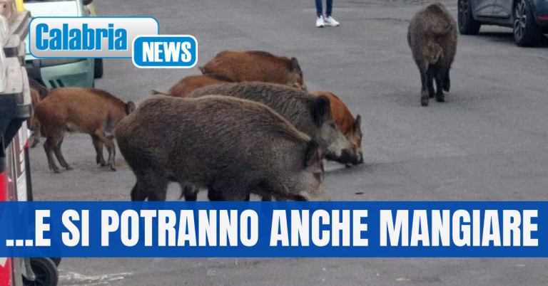 Manovra di bilancio: approvato emendamento che consente la caccia ai cinghiali in città ed aree protette