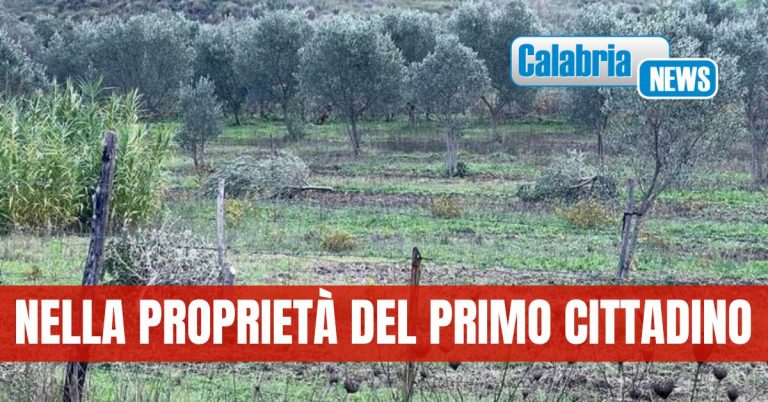 Intimidazione a sindaco di Roccabernarda, ignoti tagliano 15 piante di ulivo