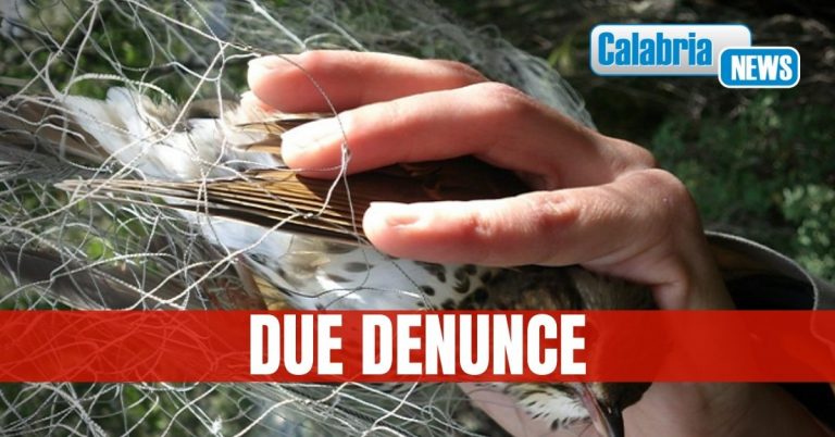 Contrasto al bracconaggio: rinchiusi in gabbie minuscole centinaia di uccelli di specie protette nel Reggino