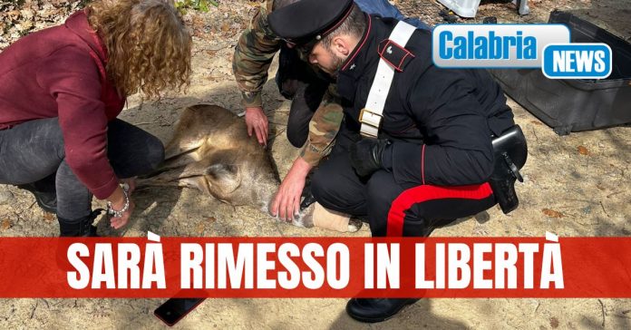 Capriolo rinvenuto a Verzino