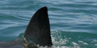 Morto il 12enne attaccato da uno squalo nel porto di Sydney