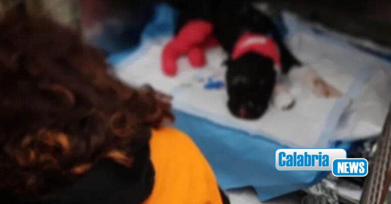 Un monumento per ricordare l’uccisione del povero Aron, il cane dato alle fiamme a Palermo
