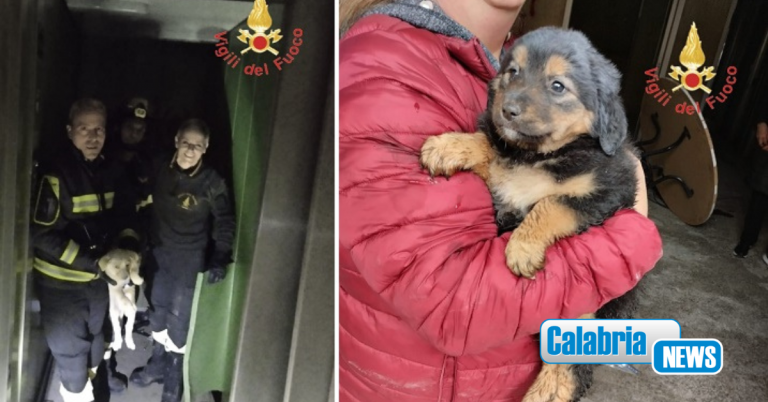 VIDEO-Catanzaro, due cuccioli restano bloccati nei locali fatiscenti dell’ ex clinica Villa Nuccia: salvati dai Vigilfuoco