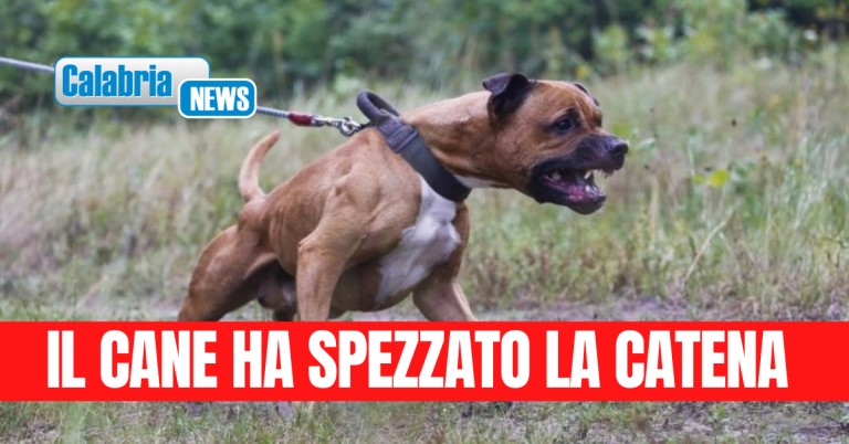 Madre e figlia aggredite da un pitbull nel Cosentino: 75enne ricoverata con ferite alla testa