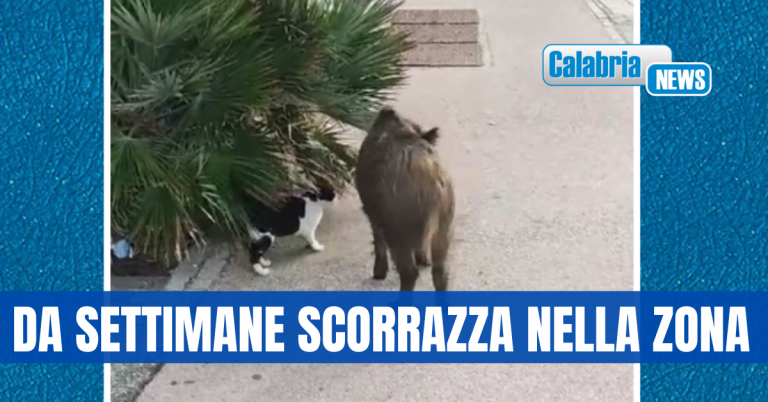 VIDEO-Alla Tonnara di Palmi il cucciolo di cinghiale “Micu” adottato da grandi e piccini