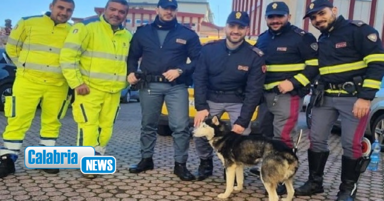 Polizia stradale e squadre Anas salvano un cane vagante sulla “Jonio-Tirreno”
