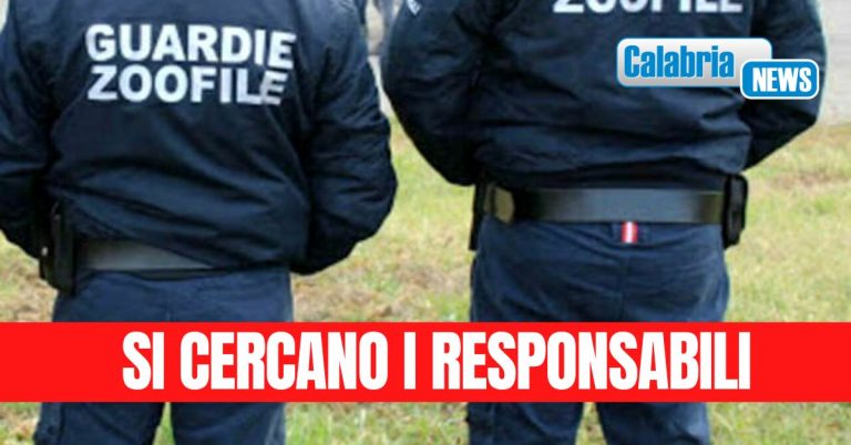 Ancora violenza e crudeltà sugli animali: cagnolina lapidata e sepolta a Corigliano Calabro