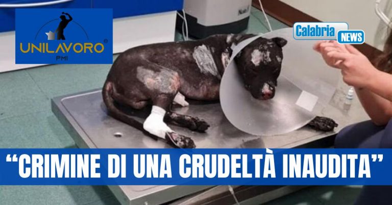 Luana Siciliano, operatore esperto in Etologia Relazionale: “maltrattamenti su animali e pericolosità sociale una correlazione fatale”