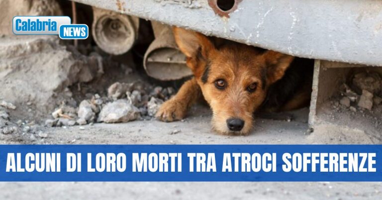L’associazione AIDAA denuncia: “Cani randagi avvelenati e finiti a colpi di zappa in Aspromonte”