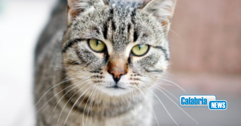 Festa del gatto 17 febbraio, perché si festeggia oggi