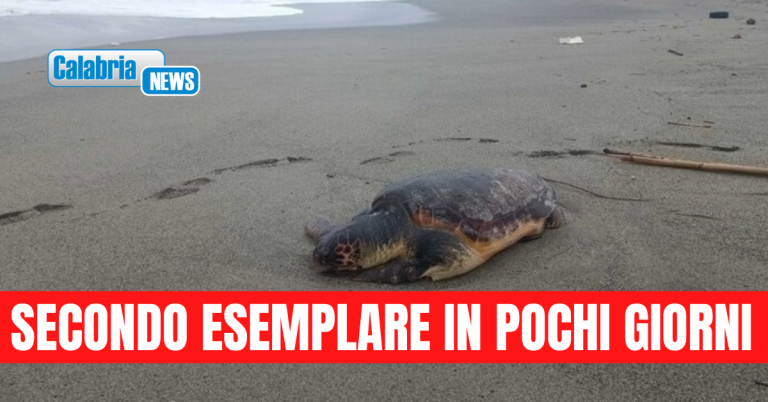 Lamezia, carcassa di tartaruga Caretta Caretta trovata sulla spiaggia di località ‘Ginepri’