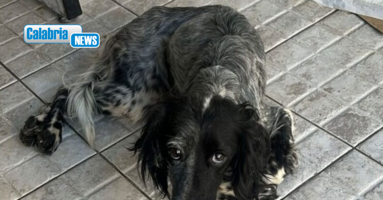 Vibo, esposto Oipa ai carabinieri per cagnolina semiparalizzata. Associazione ha preso in cura animale
