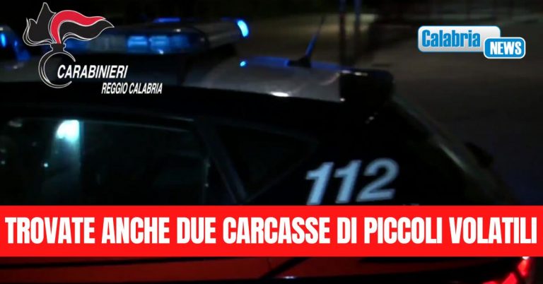Possesso di armi clandestine e caccia illegale: arrestati padre e figli a Stilo