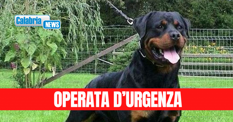 Crotone, 30enne aggredita dal suo rottweiler nel giardino di casa: salvata da vicino