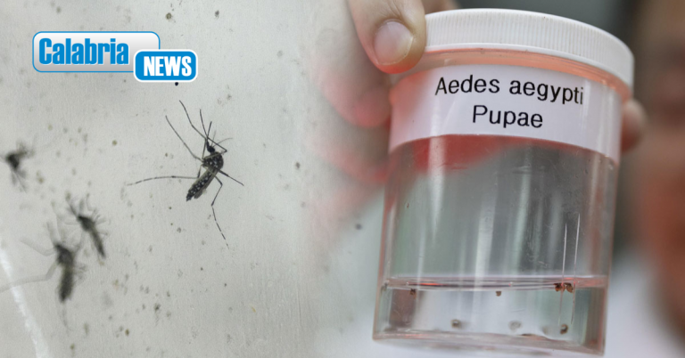 Dengue in Italia, nuova circolare: le misure contro la zanzara Aedes aegypti