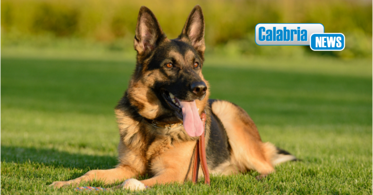 La Toscana approva definitivamente il divieto: mai più cani legati a una catena
