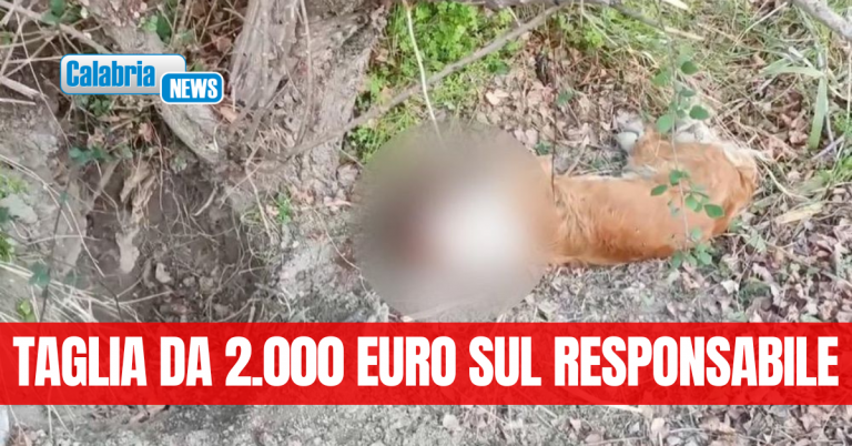 AIDAA denuncia: Cane abbandonato ferito e legato ad un albero a Caulonia