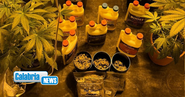 Deteneva una serra indoor di cannabis in camera da letto: un arresto della Polizia nel Vibonese