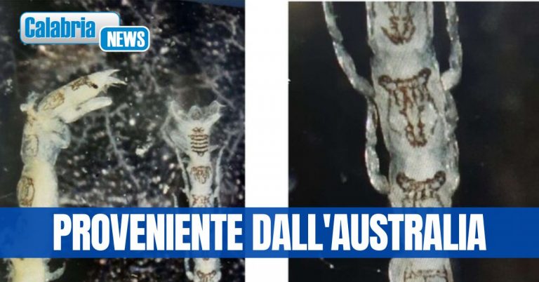 Nuova specie marina trovata nelle acque del porto di Gioia Tauro