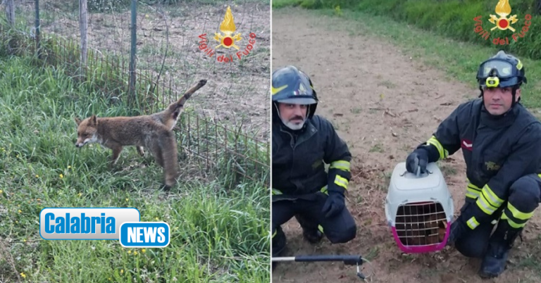 Piccola volpe resta imprigionata in recinzione metallica: salvata dai Vigili del fuoco nel Catanzarese