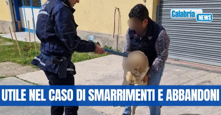 Catanzaro, continuano controlli a tappeto su proprietari cani per obbligo microchip