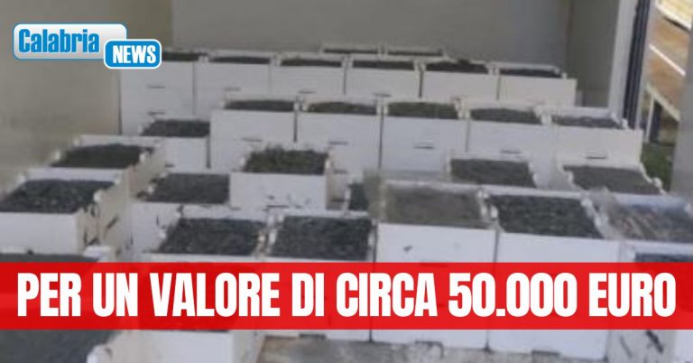 Corigliano Rossano: sequestrati oltre 17 quintali di novellame