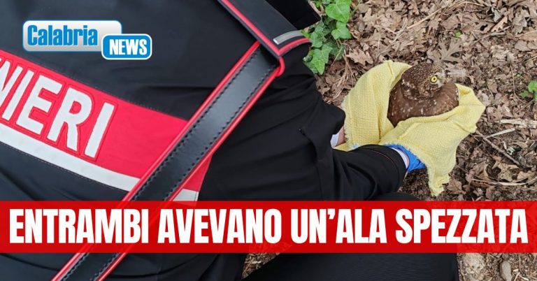 Maida, i Carabinieri soccorrono e salvano due specie protette: una “civetta” ed una “tortora orientale dal collare”