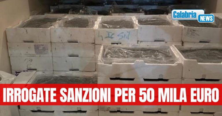 GdF Cosenza, contrasto alla pesca di frodo: sequestrati oltre 800 kg di novellame
