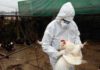Aviaria la prossima pandemia? L’allarme degli esperti: “Diffusione senza precedenti”