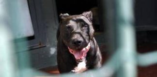 Pitbull aggredisce il padrone, la moglie uccide il cane e lo salva
