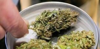 Manovra, cannabis light torna legale ma con ‘super imposta’ del 40%