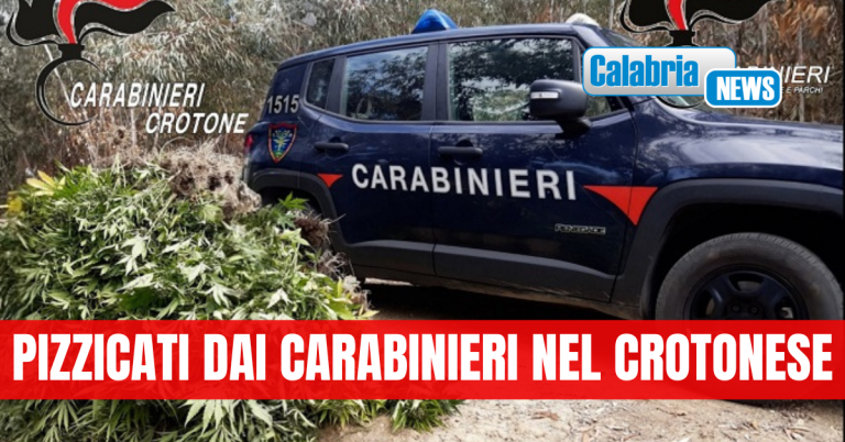 Controllavano la loro piantagione di marijuana anche con impianto video: Tre arresti