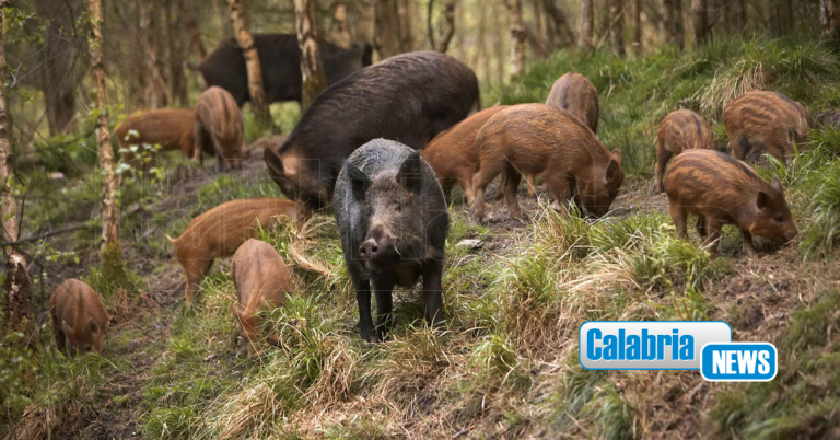 Emergenza cinghiali: Ok a Piano straordinario regionale per gestione e contenimento fauna selvatica
